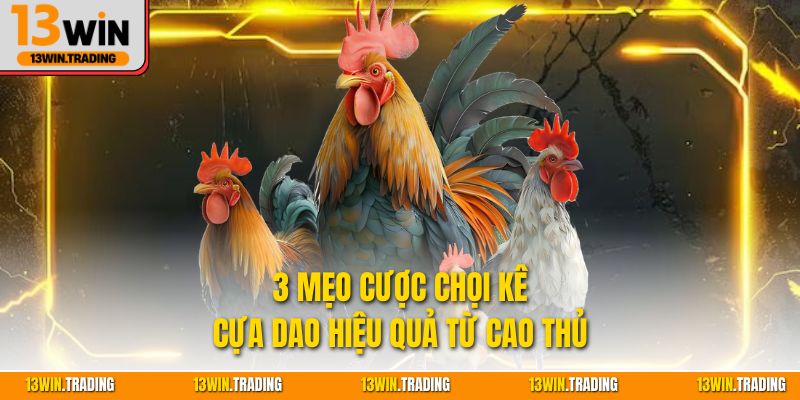 3 mẹo cược chọi kê cựa dao hiệu quả từ cao thủ