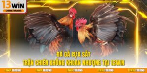Đá gà cựa sắt trận chiến không khoan nhượng tại 13Win