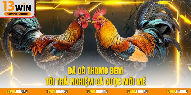 Đá gà Thomo đem tới trải nghiệm cá cược mới mẻ