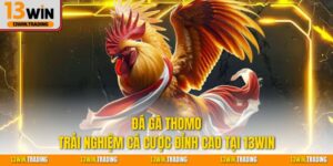 Đá gà thomo trải nghiệm cá cược đỉnh cao tại 13Win
